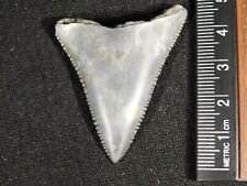 ANCESTRAL Great WHITE Shark Tooth Fossil SERRATED 8.3gr picture