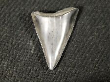 ANCESTRAL Great White SHARK Tooth Fossil SERRATED 100% Natural 6.2gr picture