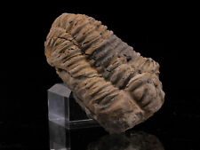 Trilobite Flexicalymene - Morocco well preserved ordovician  picture