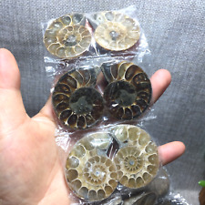10pair 300g 40x35mm of Split Ammonite Fossil Specimen Shell Healing Madagascar picture