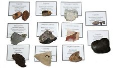 Permian Triassic Jurassic Pleistocene Coprolite fossil poop collection 11 types picture