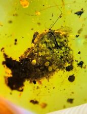 Burmese insects fossil burmite Cretaceous Unknown spore insect amber Myanmar picture
