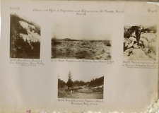 Vintage Deforestation Print. 4 photos 4 x 5 cm.  15x20 Ci Citrate Print picture