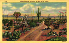 AZ- Arizona, Various Species Of Cactus As Seen On The Desert, Linen Postcard picture