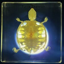 Real 75mm Turtle Skeleton in Clear Lucite Resin Science Education Specimen Block picture
