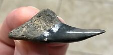 RECORD SIZED LOWER -GOLDEN BEACH- 1.88” x 0.88” Hemipristis Shark Tooth Fossil picture