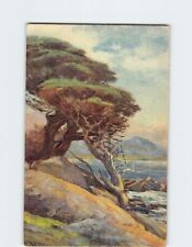 Postcard Cypress Trees of 17 Mile Drive Pebble Beach California USA picture