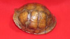 Beautiful Taxidermy Eastern box turtle Shell biology craft picture