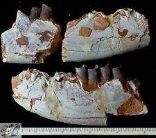 Juvenile Hyracodon Partial Jaw, Fossil, Early Rhinoceros, SD, Oligocene R1077 picture