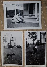 Lot Of 3 Vintage Antique  Snapshots  Boxer Dog 1948 picture