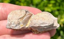 RARE Alabama Fossil Mosasaur Jaw with Unerupted Tooth Cretaceous Dinosaur Tooth picture