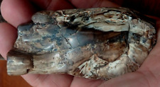 Agatized Petrified Wood Burl Polished Specimen Grain Display Branch Rounded Utah picture