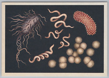 Bacteria E Coli Trichinella Bacillus Anatomy Art Science Anatomicum Postcard B17 picture