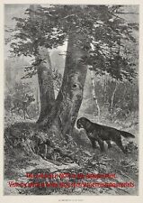 Dog Gordon Setter Youngster Finds Deer Fawn, Both Startled, 1880s Antique Print picture