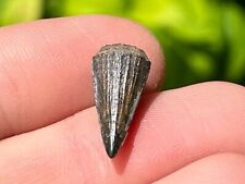Indonesia Fossil Crocodile Tooth Rare Indonesian Croc Dinosaur Tooth Reptile picture