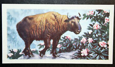 TAKIN   Himalayan Goat   Illustrated Vintage Card  AD30M picture