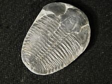 Larger 500 Million Year OLD TRILOBITE Fossil 100% Natural Utah 7.50 picture