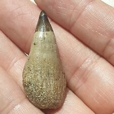 Russia Ichthyosaur Platypterygius Rooted Tooth Fossil 4cm 1.57inch Cretaceous picture