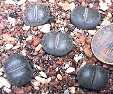Mesembs Plant--Lithops verruculosa 'inae' C95--ONE Seedling from Pot picture