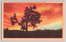 Postcard Joshua Tree Silhouetted Against A California Sunset picture