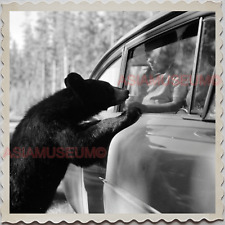 50s YELLOWSTONE NATIONAL PARK BLACK BEAR FEEDING OLD VINTAGE USA Photo 10169 picture