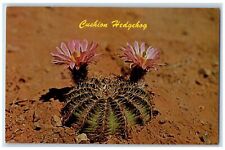 c1960s Desert Botanical Gardens Papago Park Phoenix Arizona AZ Unposted Postcard picture