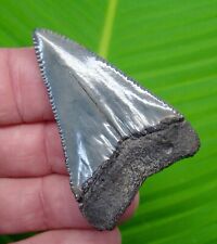 GREAT WHITE Shark Tooth - 2 & 3/16 in.  SC RIVER - REAL FOSSIL   picture
