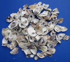 Oyster Shells (Lot Of 25), 2”- 4+” Great for Crafts, Hobby, Wedding, Placards picture