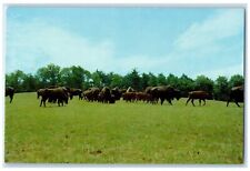 c1960 Buffalo Inn Animals Field Farm Lock Haven Pennsylvania PA Vintage Postcard picture