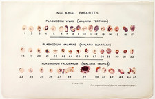 1944 Malaria Parasites Plasmodium Vivax Falciparum Medical Color Plate Print picture