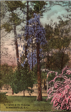 SC, Summerville, South Carolina,  SPRINGTIME AT THE HICKORIES-Hand Colored PC picture
