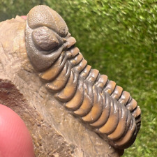 Austerops Trilobite Fossil - Ofaten, Morocco picture
