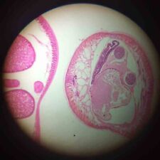 25Pcs Set Medical Parasitology Parasite Prepared Microscope Slides picture
