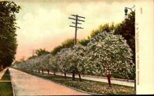ROCHESTER, NY.-POSTCARD cir. 1906 VIEW OF OXFORD ST. MAGNOLIAS IN BLOOM BK35 picture