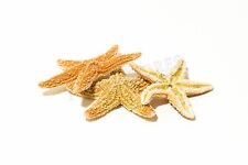 NessaStores Sugar StarFish Sea Shell Wedding Real Craft 1 - 2