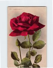 Postcard American Beauty Red Rose Vintage Print picture