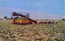 Salinas Valley CA California Cabbage Farm Tractor Harvester Vtg Postcard D18 picture