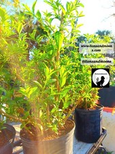 Night Blooming Jasmine Live Plant 1 Gallon Small Tree 3-4ft Bonsai Style Bush picture