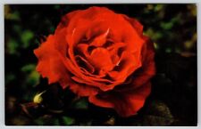 Hybrid Tea Rose Louise Laperriere Postcard UNP VTG Salmon Unused Vintage picture
