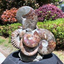 11.28LB TOP Natural Beautiful ammonite fossil conch Crystal specimen heals 1224 picture