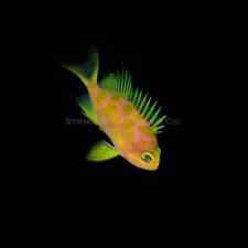 Borbonias Anthias BA22 - WYSIWYG - Live Saltwater Fish -  picture