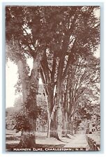 1910 Mammoth Elms Charlestown New Hampshire NH Vintage Antique Unposted Postcard picture