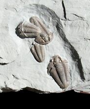 EXTINCTIONS - ULTRA RARE NATURAL PLATE OF FIVE PRONE FLEXICALYMENE TRILOBITES picture
