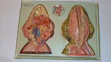 VINTAGE 1970s HUBBARD SCIENTIFIC 3-D  FROG DISSECTION CLASSROOM DISPLAY 24x18