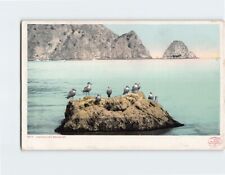 Postcard Waiting For Breakfast Avalon California USA picture