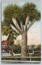 Postcard A Fine Specimen of Yucca Vintage UDB PM 1910 from Los Angeles, CA picture