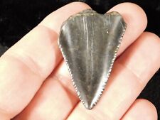 ANCESTRAL Great White SHARK Tooth Fossil 100% Natural 10.4gr picture