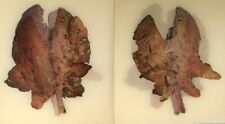 Healthy Lung / Diseased Lung 1960's Medical VARI-VUE Flicker Lenticular picture