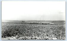 Postcard Maine Potato Blossoms 1950+ RPPC J102 picture