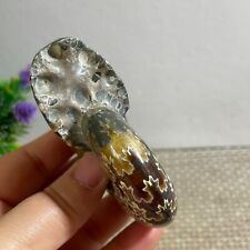 174g Natural polishing conch ammonite fossil specimens of Madagascar picture